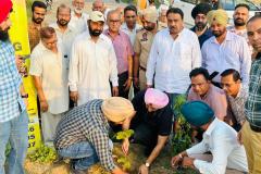 Plantation at Sunny Enclave 5 June 2023